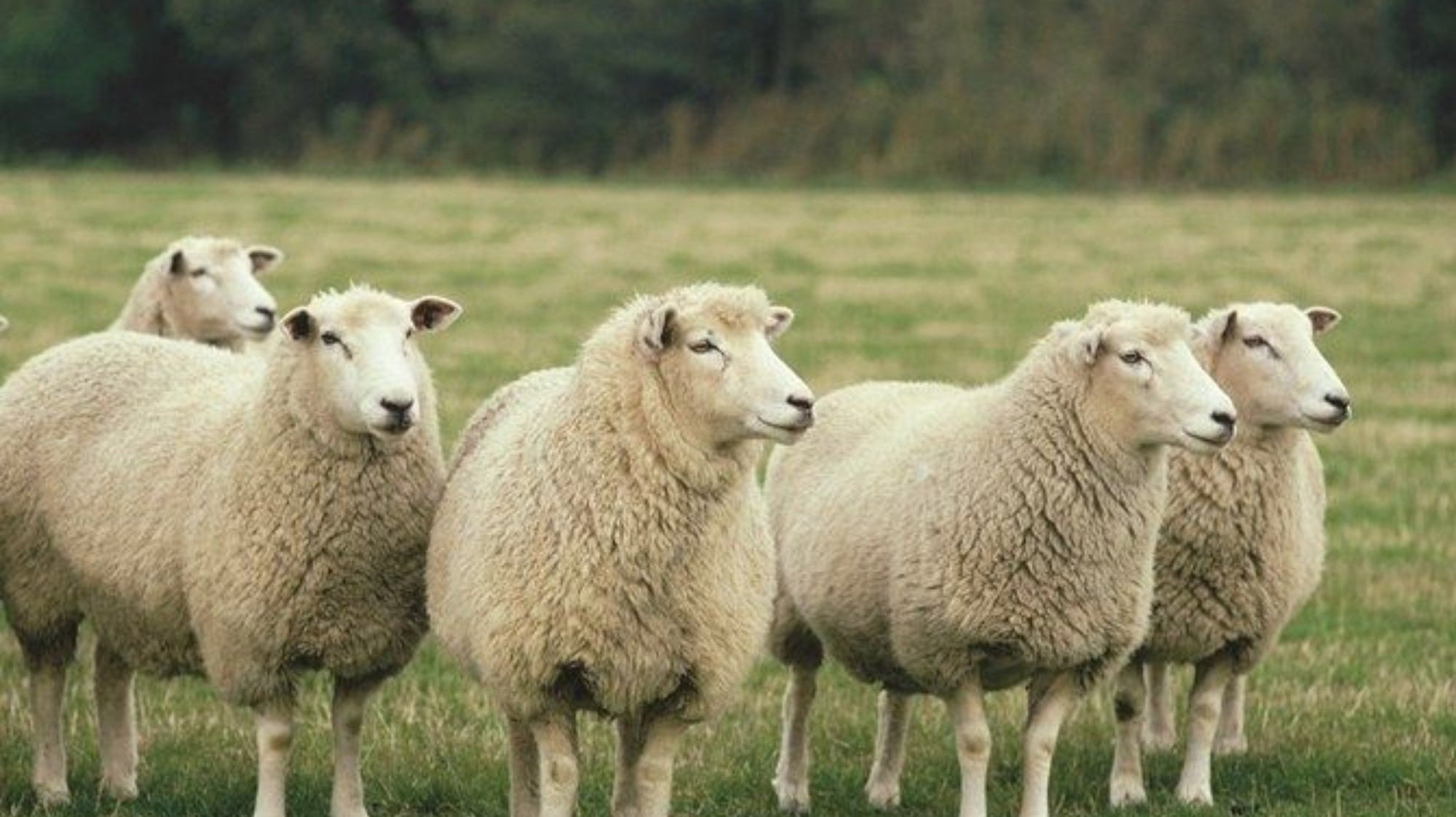 Merino Wool, Done Right: Comfort, Care, and a Better Standard